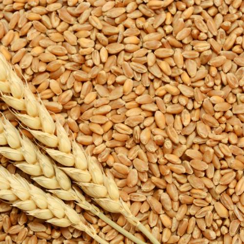 Image wheat